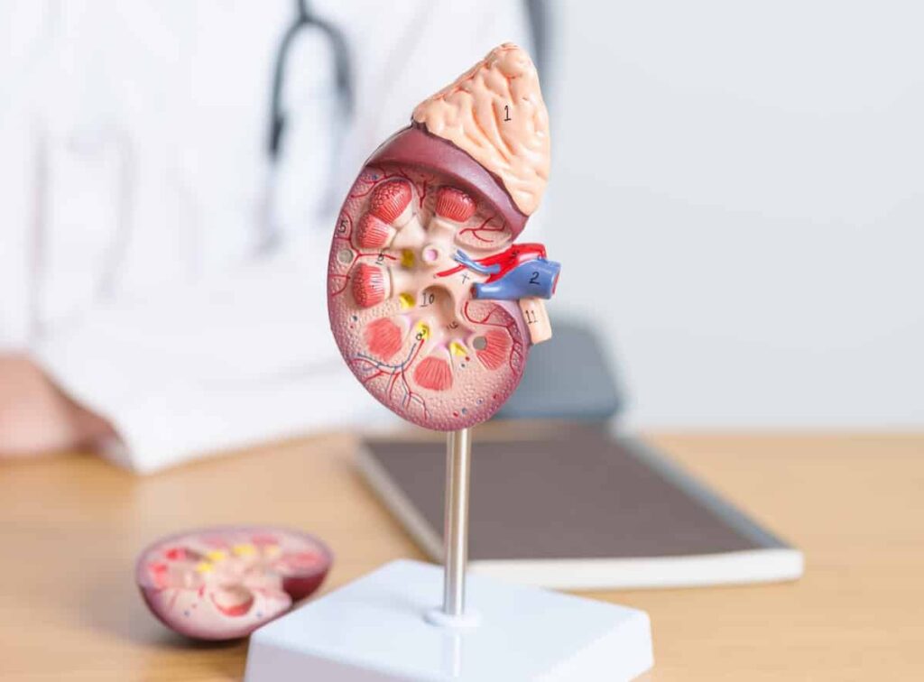 Doctor with Kidney Adrenal gland anatomy model.